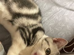 -欣宠猫屋·矮脚拿破仑·蓝金金渐层