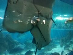 -苏州海洋馆