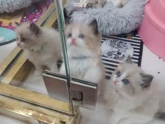 -糯米喵星人总部直营旗舰店·猫舍·幼猫出售
