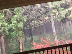 -武陵山森林公园