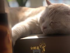 -宠爱国际动物医院· 猫科· 外科·中兽医(长白店)