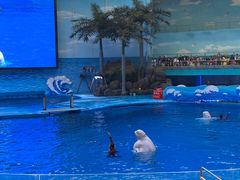 -海合安成都极地海洋公园