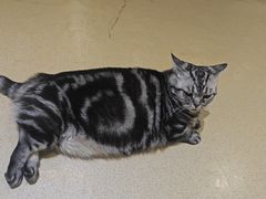 -藏猫猫咖啡主题馆(中央大道店)