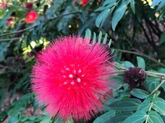 -亚龙湾国际玫瑰谷