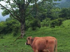 -黑竹沟新场牛肉火锅