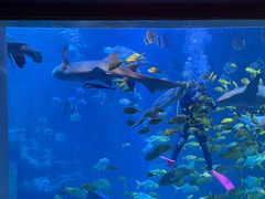 -太平洋海底世界