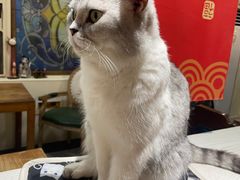 -猫小院猫主题餐厅(南锣旗舰店)