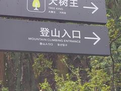 -天目山大树王景区