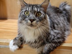-MOCHA明星猫咖(田子坊店)
