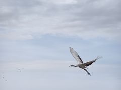 -盐城丹顶鹤湿地生态旅游区