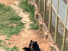 -青藏高原野生动物园