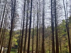 -广州市帽峰山景区