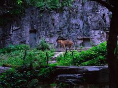 -广州长隆野生动物世界