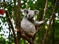 -广州长隆野生动物世界
