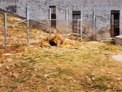 -西霞口神雕山野生动物世界