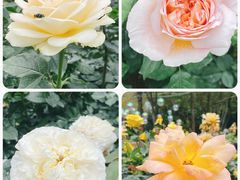 -人民公园(罗湖区)