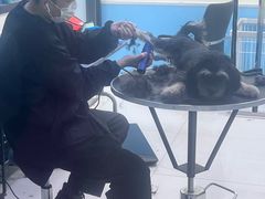 -天宠宠物医院24小时·急重症诊疗中心·全科·腔镜特色(和平分院)