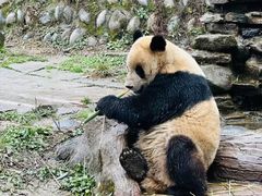 -中国大熊猫保护研究中心雅安碧峰峡基地
