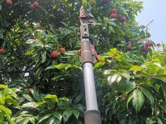 -从化深英荔枝黄皮龙眼采摘园