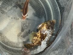 -小猫钓鱼海钓俱乐部(椰梦长廊店)