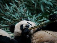 -都江堰中华大熊猫苑