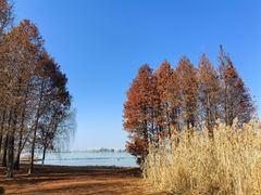 -西山漾湿地公园