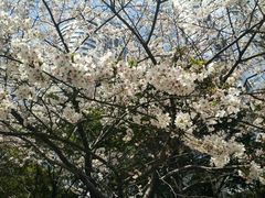 -玛格萝妮比萨屋(四平店)