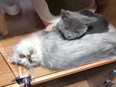 -佳百利宠物(荣乐中路115弄小区店)