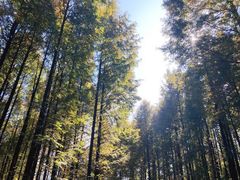 -山王坪喀斯特国家生态公园