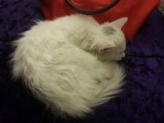 android_upload_pic-Sirena海妖日咖夜酒