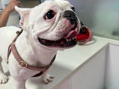 -西安京西宠物医院·瘫痪·疑难杂症