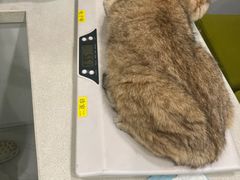-艾吉宠物医院·疑难杂症转诊中心·猫友好(碧江路院)
