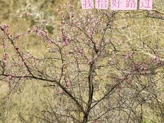-圣莲山风景区
