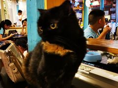 -猫小院猫主题咖啡厅(北锣店)