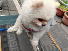 -青石桥花鸟鱼虫市场(叠翠城店)