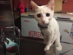 -BGM CLUB二次元主题桌游店(康王路店)