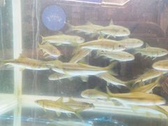 -巨鼎谭家菜(普照寺路店)