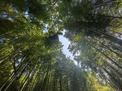 -湖畔居茶楼(湖滨店)