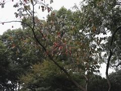 -西湖外事游船(花港观鱼码头)