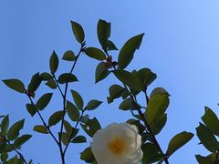 -番禺大夫山森林公园