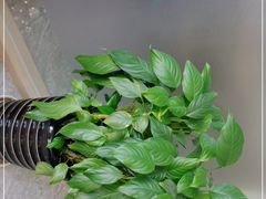 -洄归山也·高空C位湖景下午茶(东方之门店)