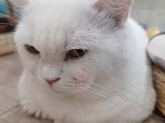 -飞行喵MR PILOT|猫舍·猫咖(静安大融城店)
