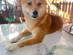 -柴犬高等学院·狗咖·柴犬售卖·宠物训练