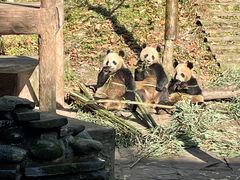 -中国大熊猫保护研究中心雅安碧峰峡基地