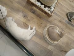 -袖虎·猫馆(体育西路店)