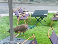 -J Create城市露营咖啡·简餐·宠物(上海动物园店)