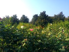 -贵阳市花溪国家城市湿地公园