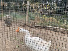 -前小桔亲子创意农场·草莓采摘·露营烧烤