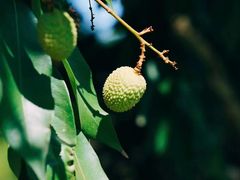 -福建鲤鱼洲酒店