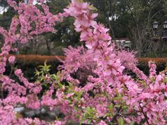 -上海虹桥迎宾馆